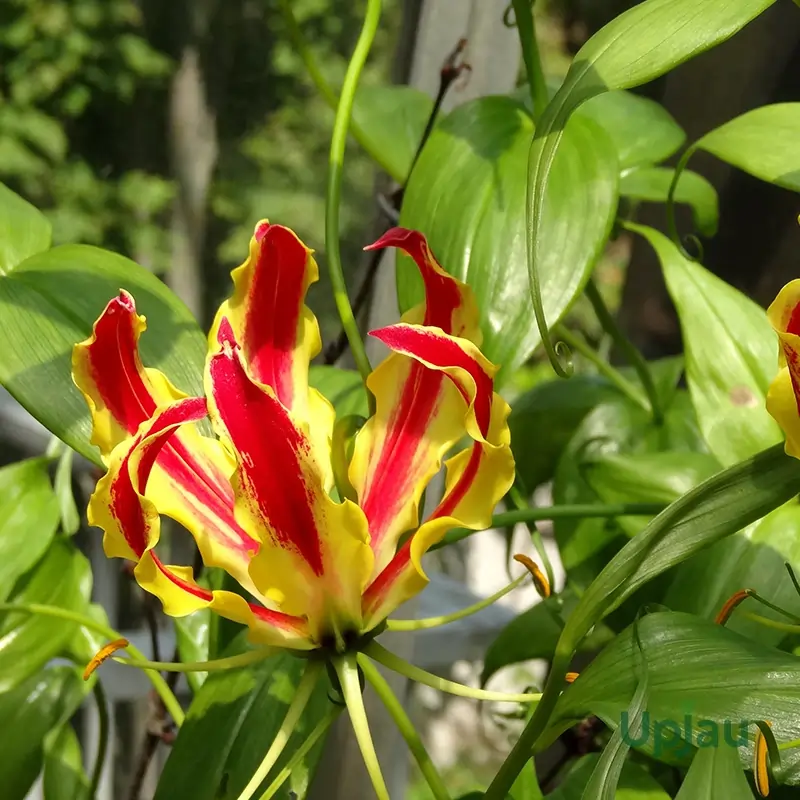 Gloriosa Rothilina Fire Lily Bulb