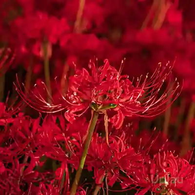 Lycoris Spider Lily Red Bulb