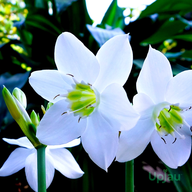 amazon-lily-white-flowers