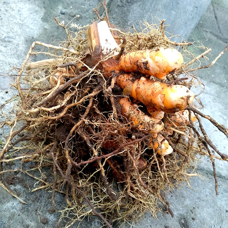 Pink Curcuma Bulbs - Image 3
