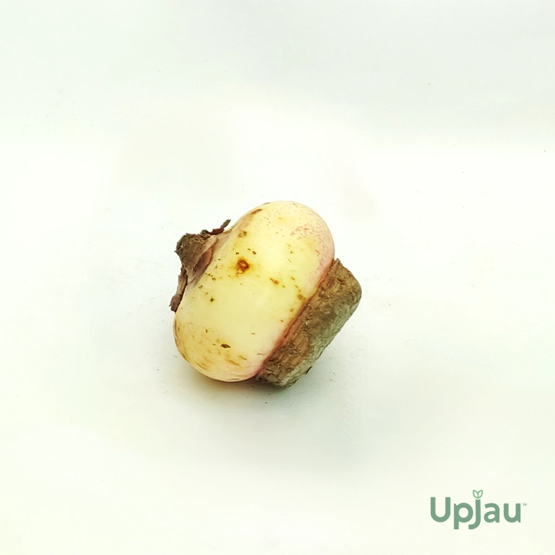 football-lily-bulbs