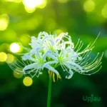 Buy Lycoris White Spider Lily Bulbs Online India Rare White Flower Bulbs