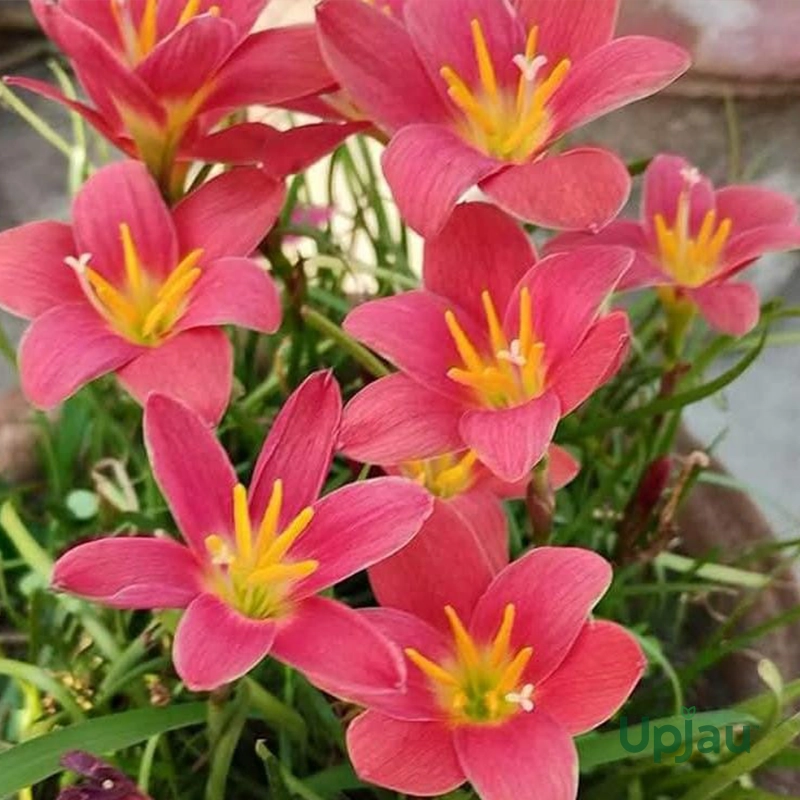rain lily_Seemar