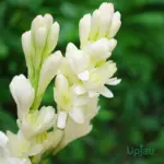 Rajnigandha double petal bulb growing white fragrant tuberose flowers