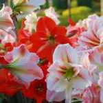 Single petal amaryllis lily bulbs mix colour flowers blooming