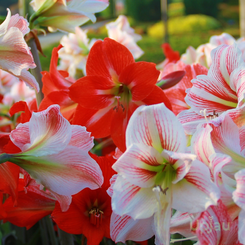 single-petal-amaryllis-lily-mix-colours