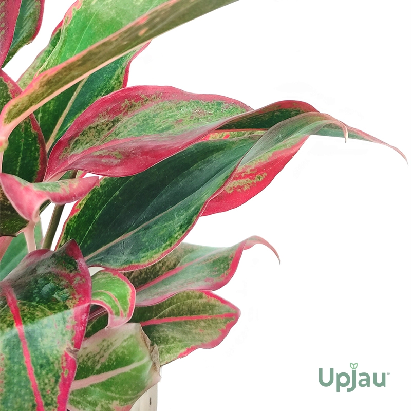 Aglaonema-Lipstick