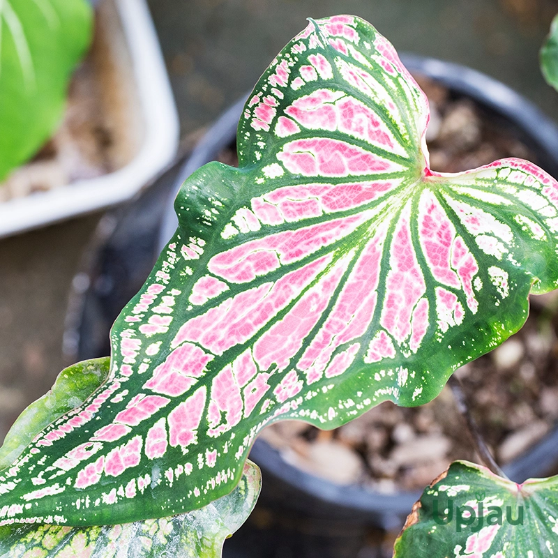 Caladium combo of 12 bulbs - Image 7