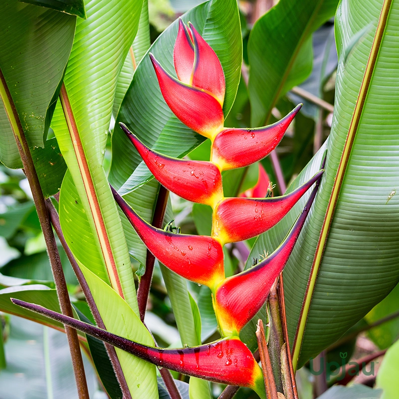 Heliconia-Lobster-Claws