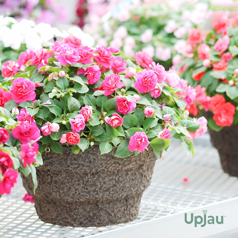 Balsam Tom Thumb seeds for growing pink flowering plants at home