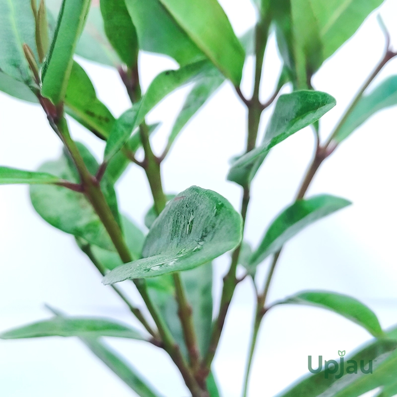 buy-Garam-masala-plant
