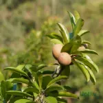 healthy grafted chikoo plant ready for planting at home