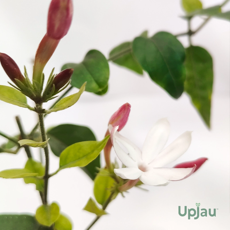 buy-hybrid-kunda-jasmine-online