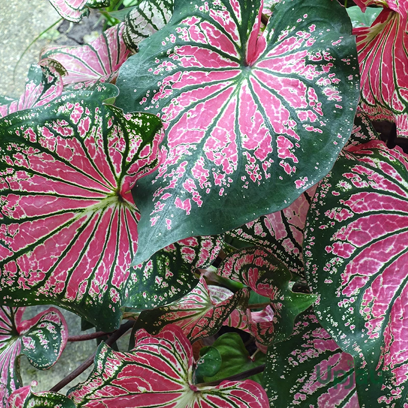 buy-pink-cloud-caladium-bulbs