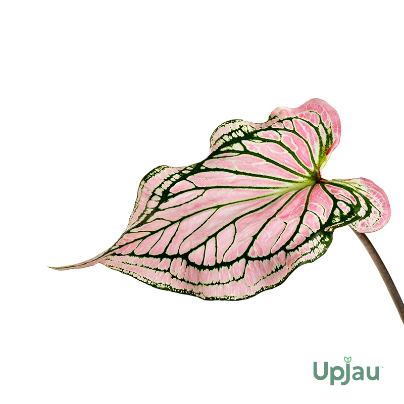Pink Caladium Cloud Bulb - Image 3