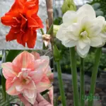 Close up of double petal amaryllis flowers in mixed colours