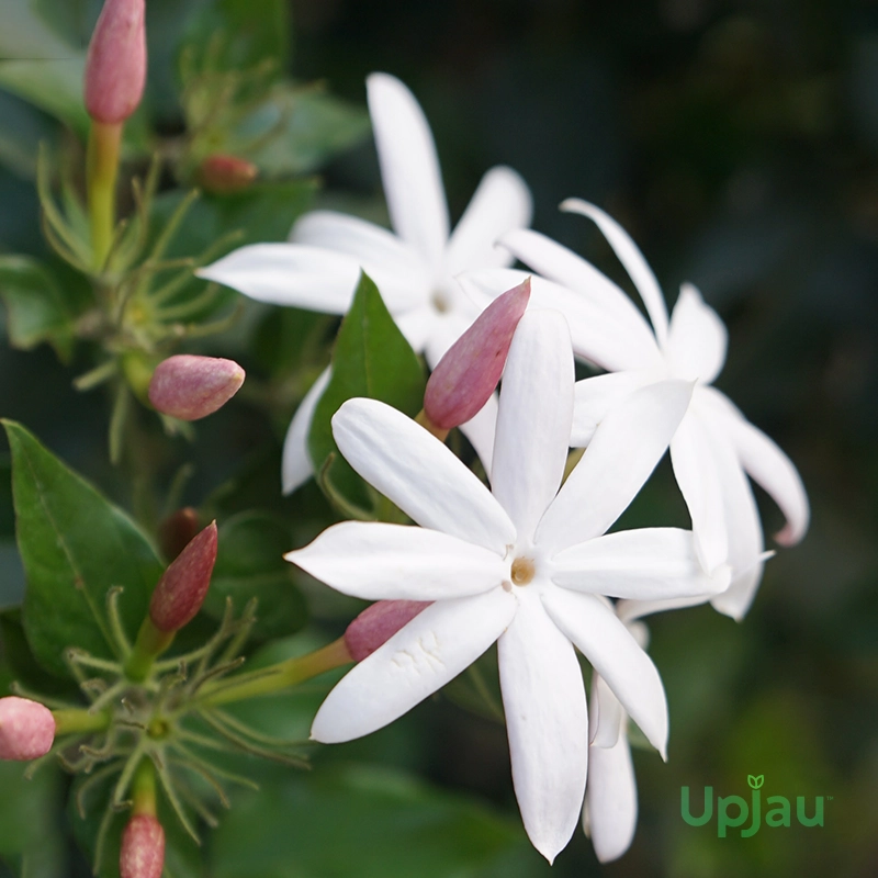 hybrid-kunda-jasmine-plant-upjau