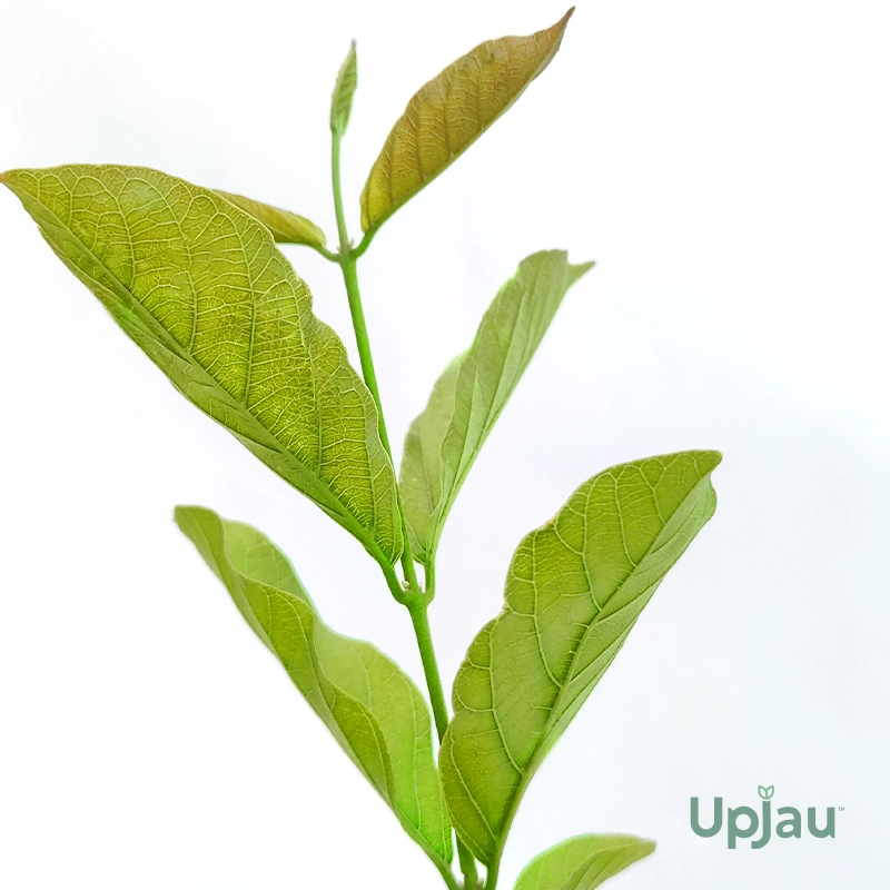 Rangoon Plant