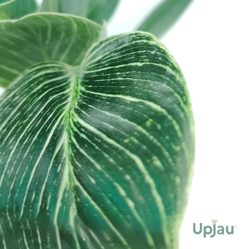 philodendron-birkin-plant