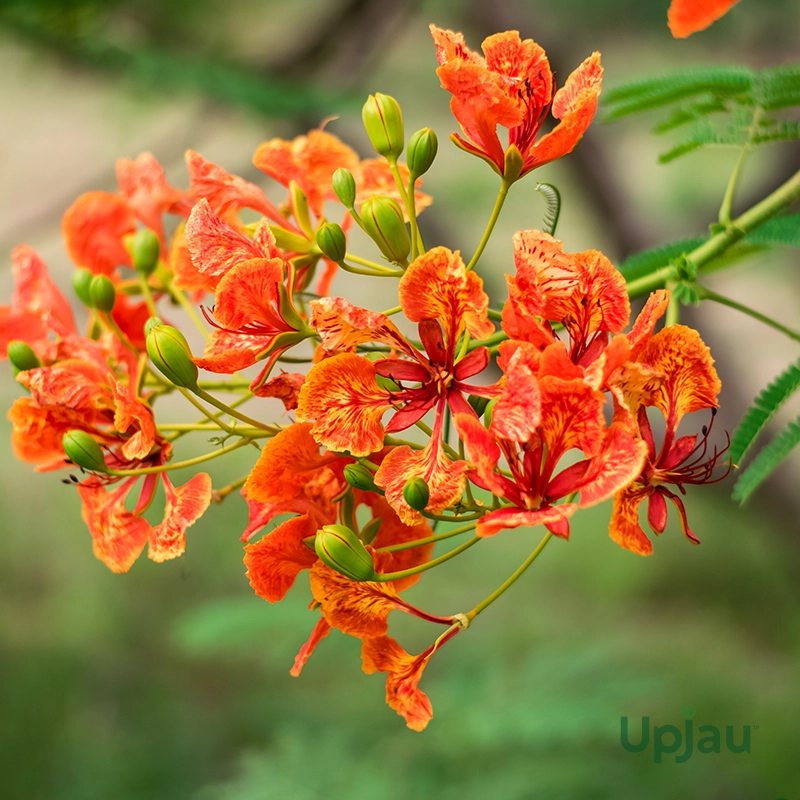 red-gulmohar-bonsai-tree