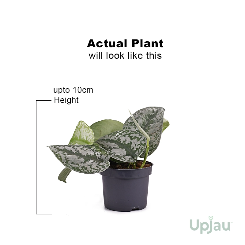 satin-money-plant-indoor-vine-air-purifying-pothos
