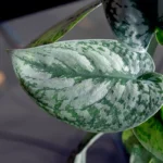 Healthy Satin Money Plant (Scindapsus pictus) sapling with silver variegated green leaves in nursery pot