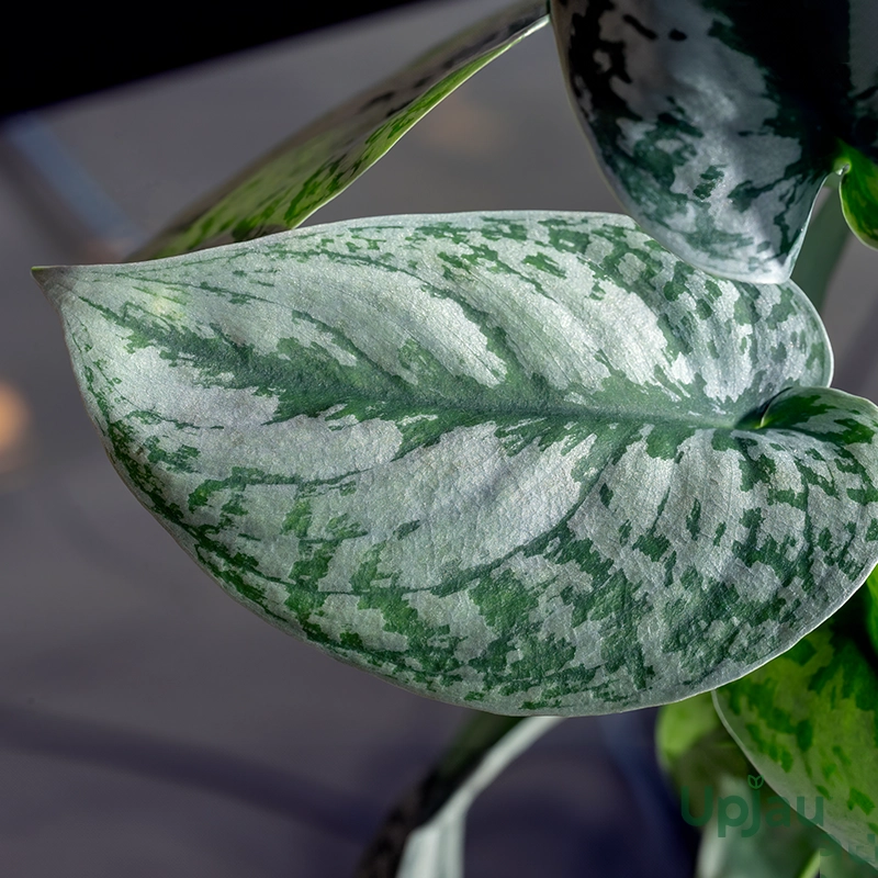 satin-money-plant-sapling-scindapsus-pictus