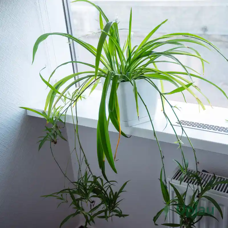 spider plant