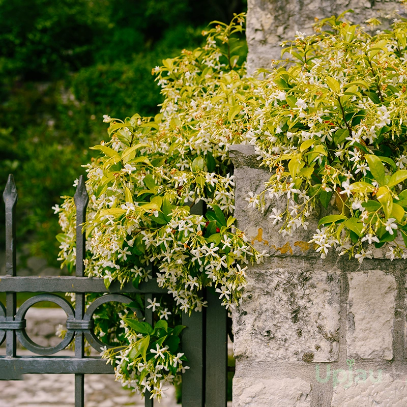Kunda / Downy Jasmine Plant (Sapling) - Image 4