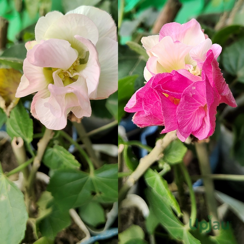 sthal-kamal-plant