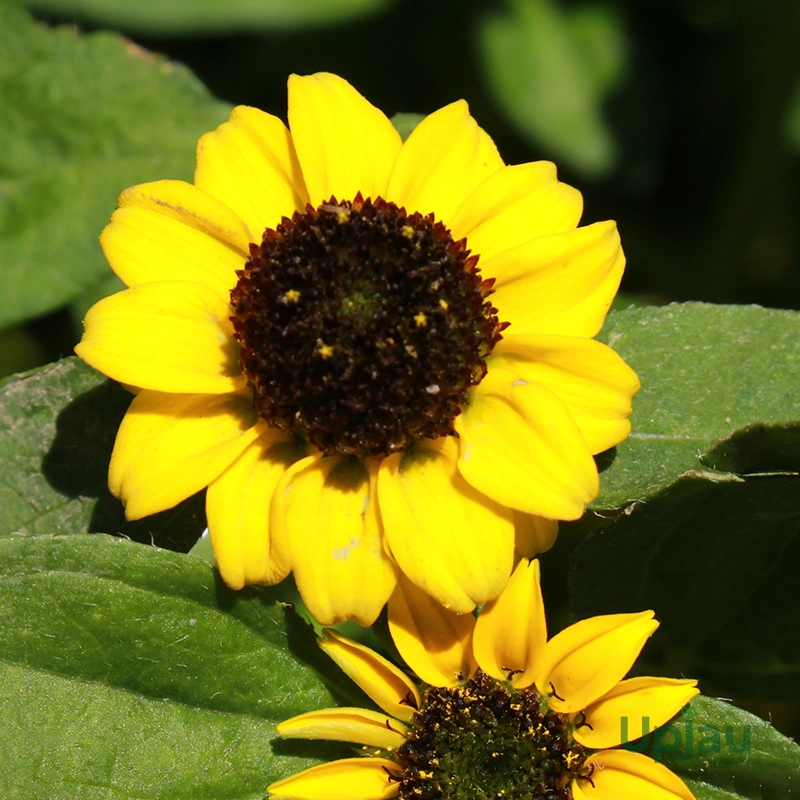 sunflower-miniature-seeds-hybrid