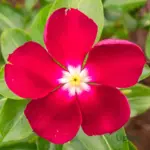 Red vinca flower with white halo center