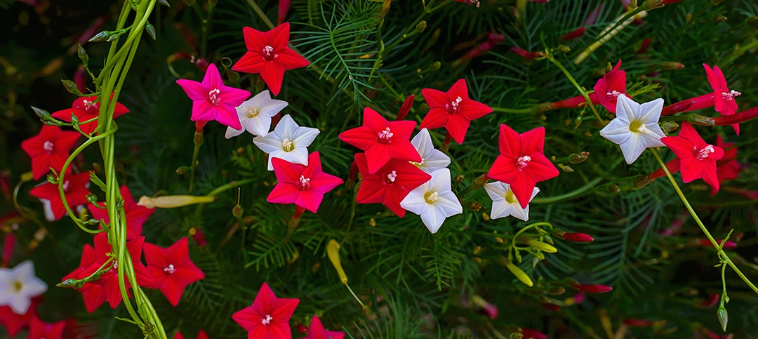 Buy outdoor plants online in India - Cypress vine