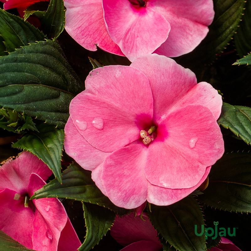 Achimenes Pink Bulbs