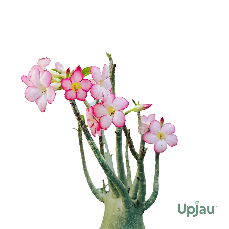 AD-PL-URA-00_02