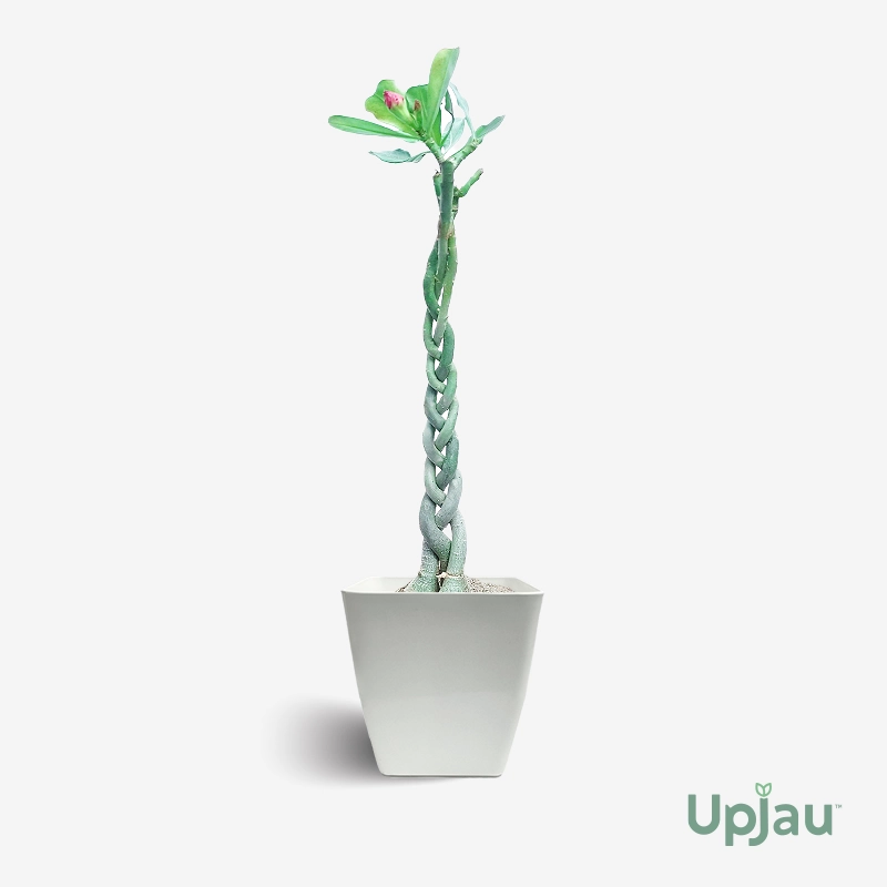 AD-PL-UTA-00-2