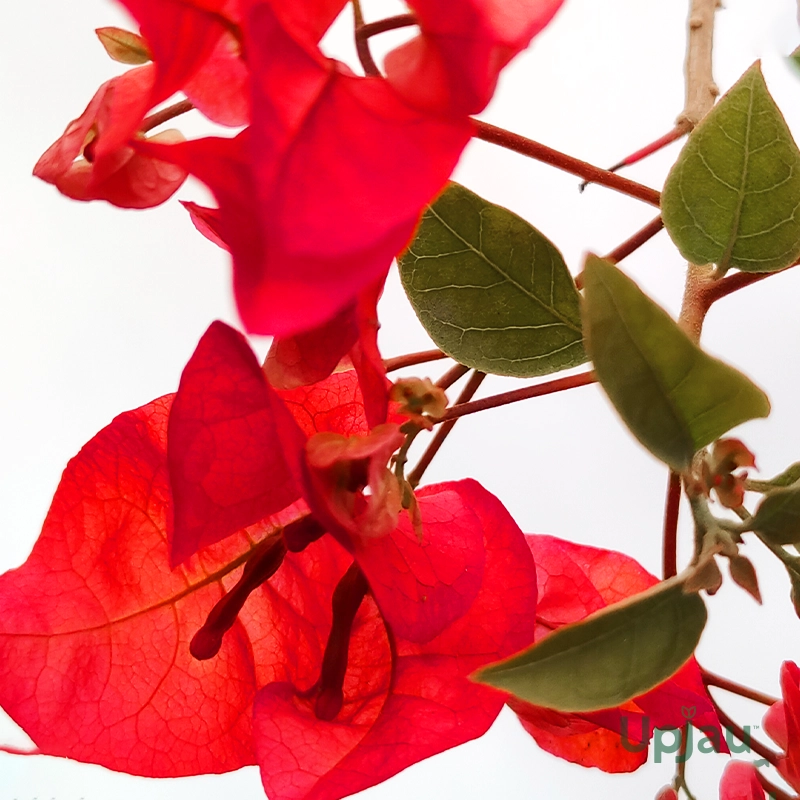 Bougainvillea Multicolour Grafted Plant - Image 3