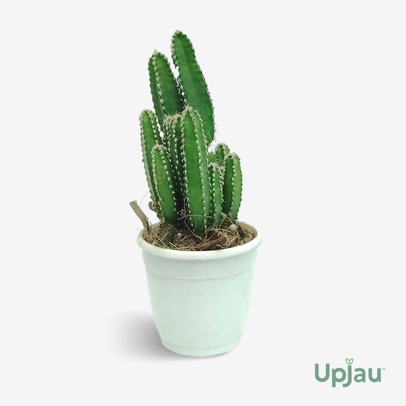 Cactus Cereus Peruvianus Plant in pot