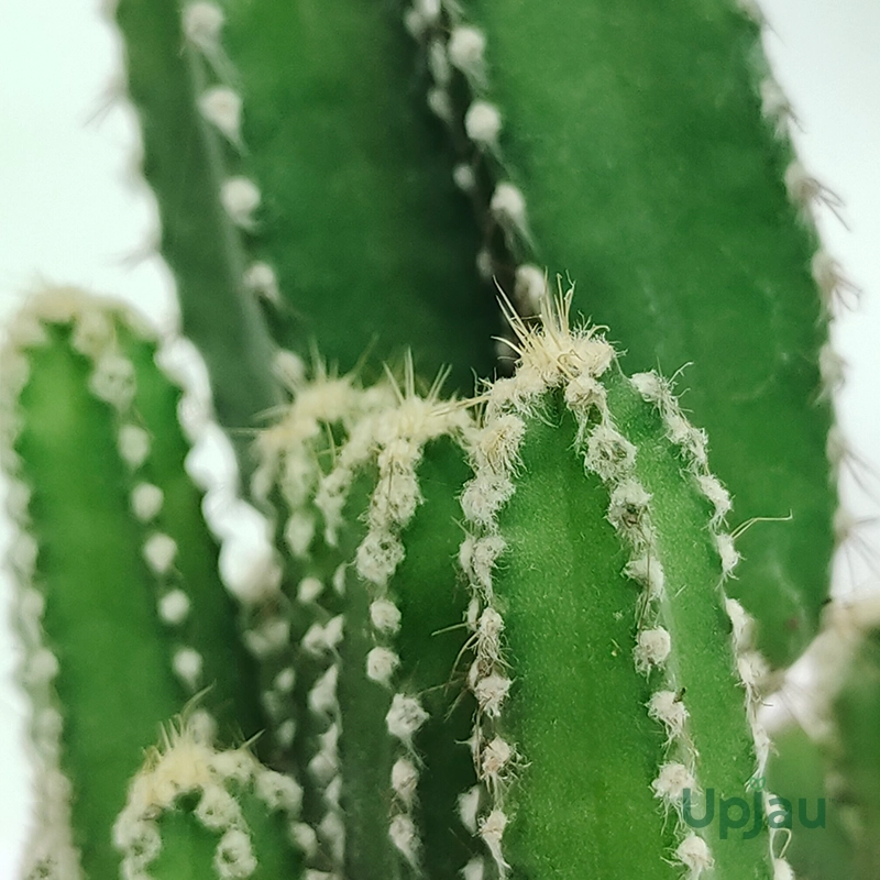 Cactus Cereus Peruvianus - Image 2