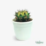 Moon Cactus Plant (Gymnocalycium mihanovichii) in pot