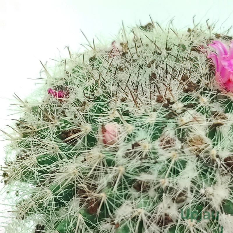 CA-PL-MB-00-3