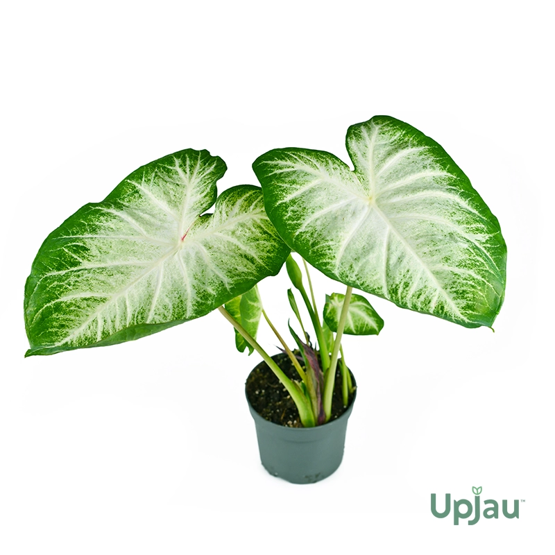 Caladium Aaron Angel Wings Bulb