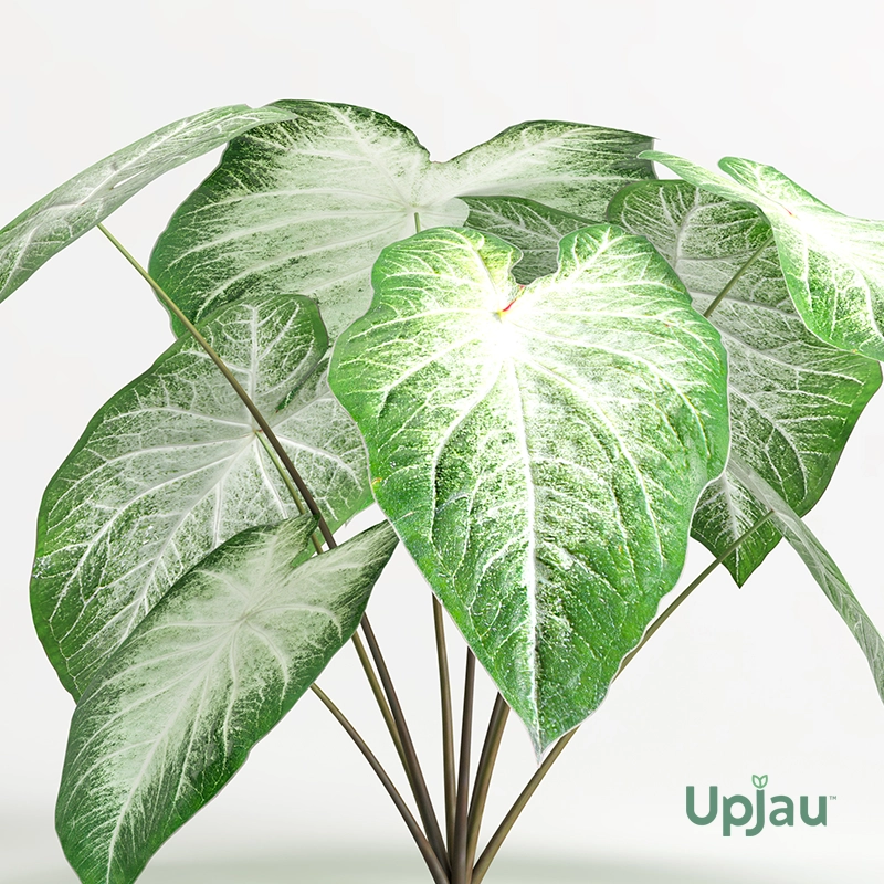 Caladium Aaron Angel Wings Bulb - Image 2