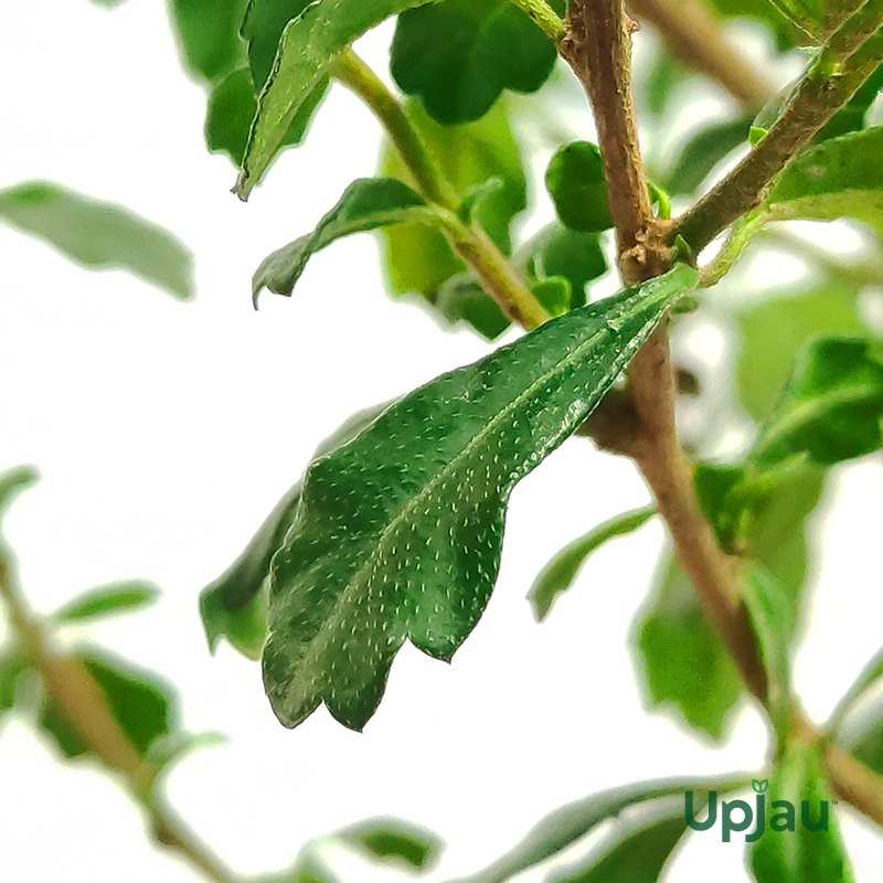 Carmona Flowering - Bonsai (2 year old) - Image 3