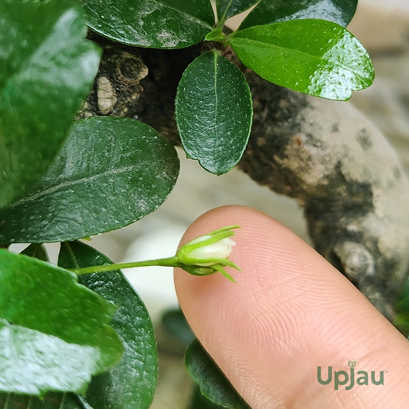 Carmona Flowering - Bonsai (2 year old) - Image 2