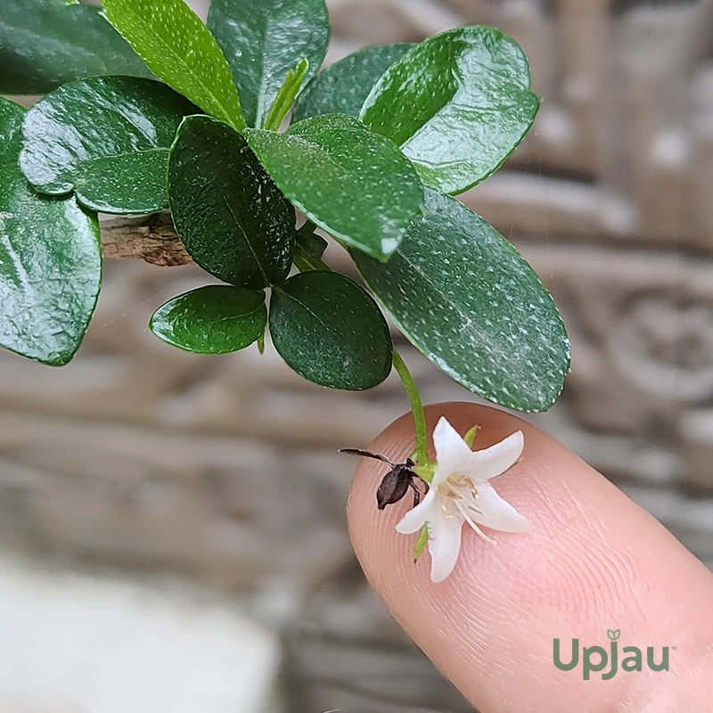 Carmona Flowering Bonsai