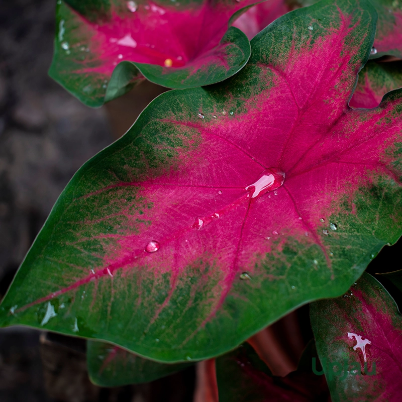 Caladium Bleeding Heart Bulbs