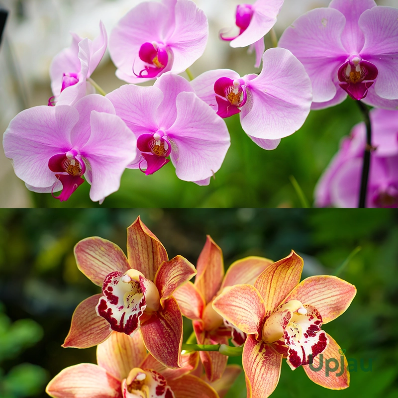 Cymbidium-Orchid-bulbs-for-sale