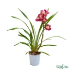 Cymbidium orchid bulbs India with blooming boat orchid flowers
