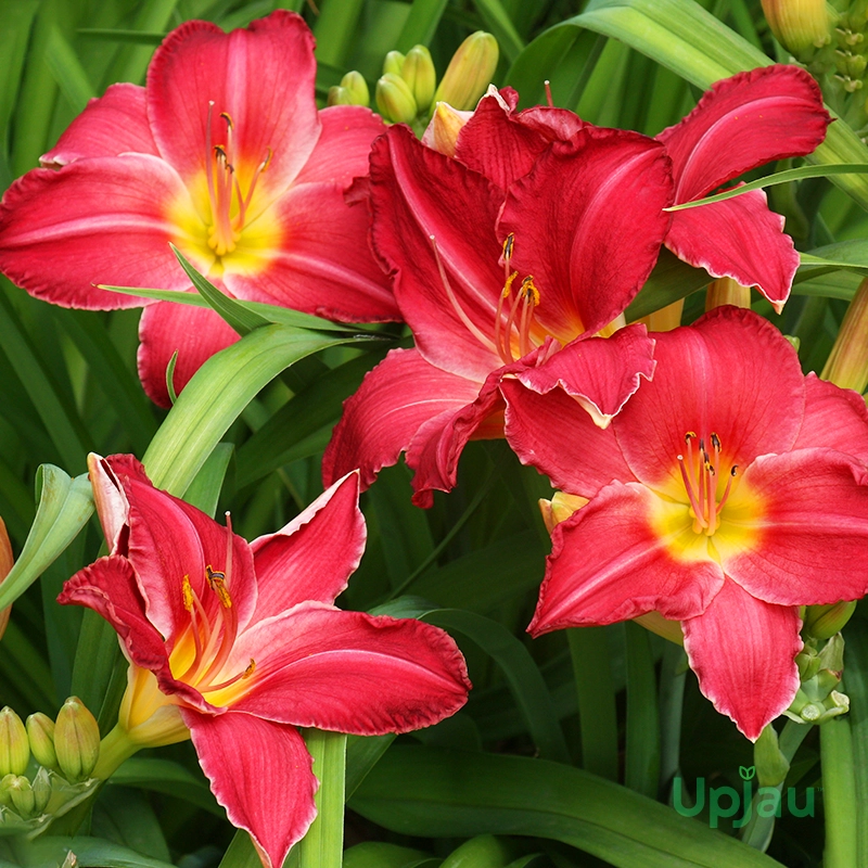 Red Daylily Bulbs